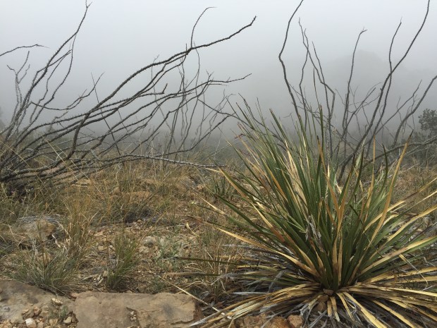 Big Bend Foggy Morning