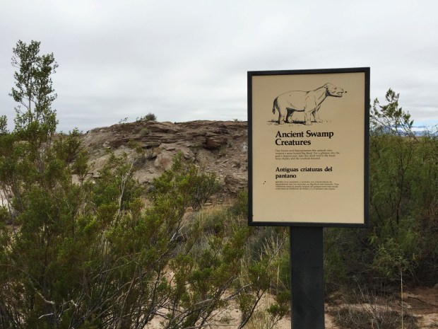 Big Bend Swamp Creatures